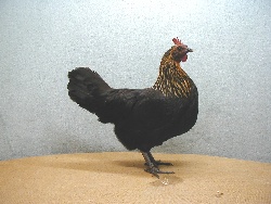 foto: Johan Opsomer