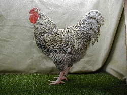 foto: Johan Opsomer