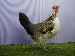 foto: Johan Opsomer